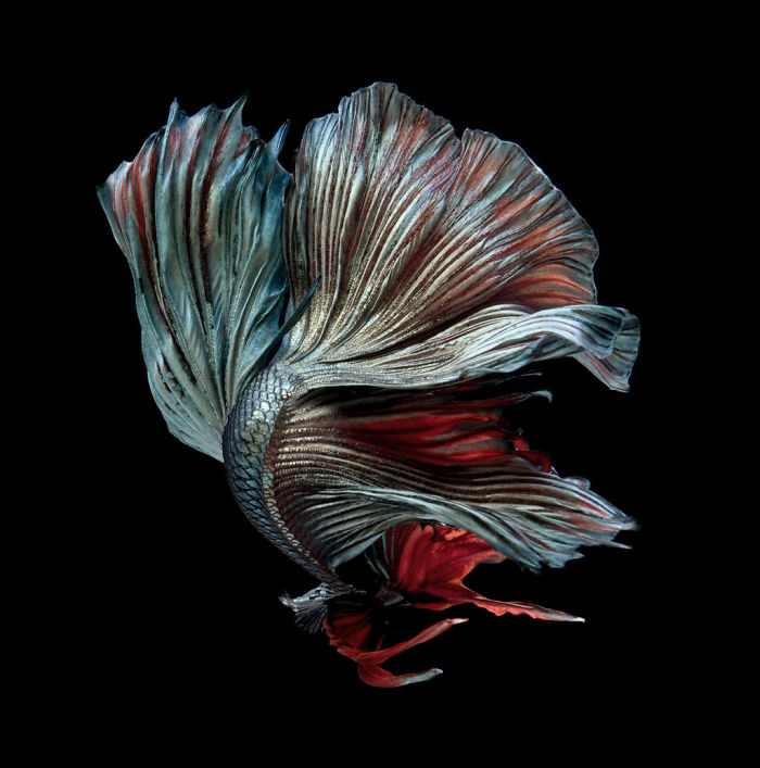 Beautiful Aquarium Fish photographs by Thai Photographer Visarute Angkatavanich