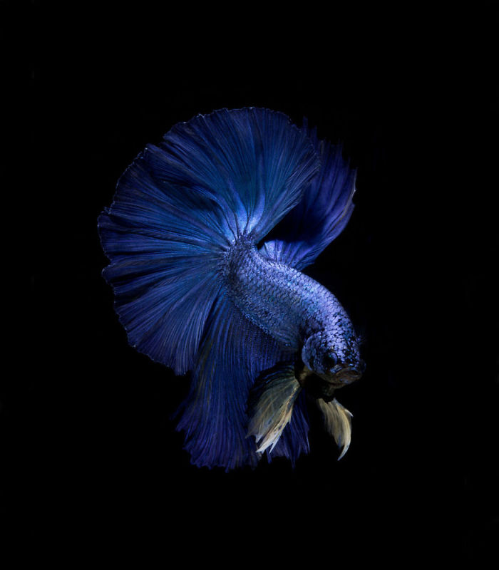 Beautiful Aquarium Fish photographs by Thai Photographer Visarute Angkatavanich