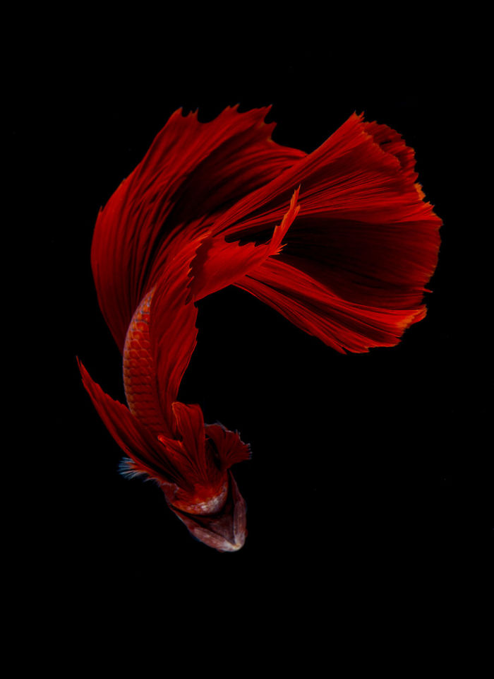 Beautiful Aquarium Fish photographs by Thai Photographer Visarute Angkatavanich