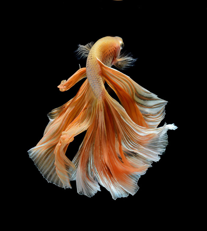 Beautiful Aquarium Fish photographs by Thai Photographer Visarute Angkatavanich