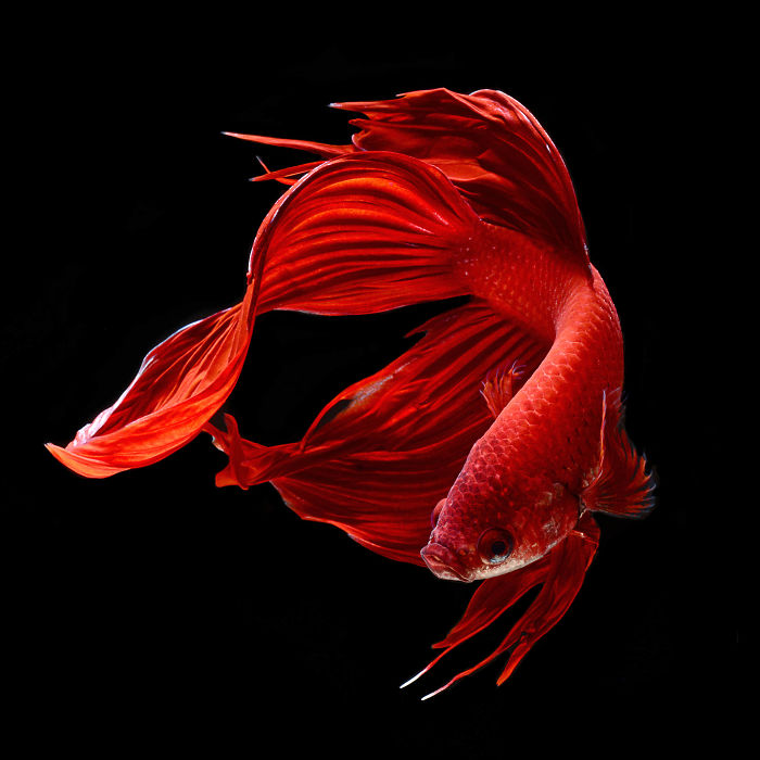 Beautiful Aquarium Fish photographs by Thai Photographer Visarute Angkatavanich