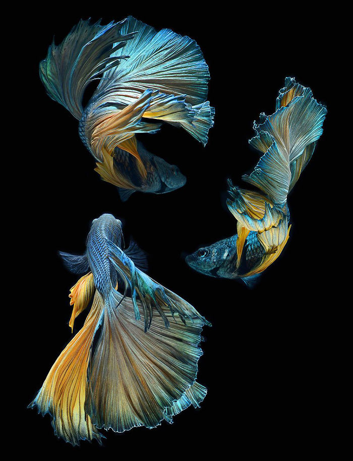 Beautiful Aquarium Fish photographs by Thai Photographer Visarute Angkatavanich