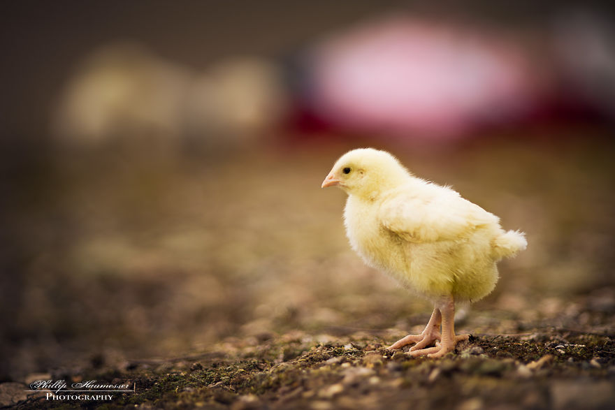 Most Beautiful Photos Of Kids And Barnyard Animals By Phillip Haumesser