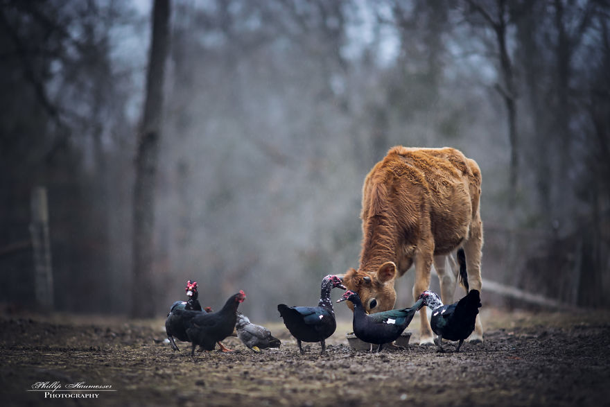 Most Beautiful Photos Of Kids And Barnyard Animals By Phillip Haumesser