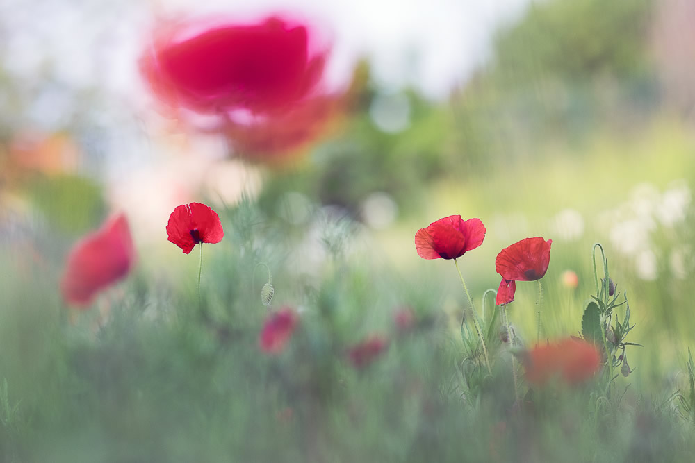 Beautiful Interview With French Nature Photographer Thomas Vanderheyden