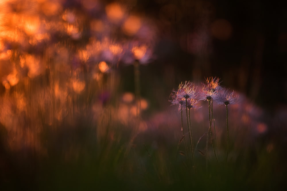 Beautiful Interview With French Nature Photographer Thomas Vanderheyden