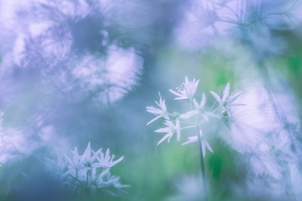 Beautiful Interview With French Nature Photographer Thomas Vanderheyden