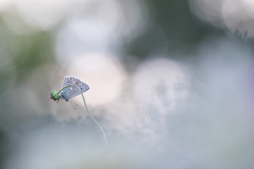 Beautiful Interview With French Nature Photographer Thomas Vanderheyden