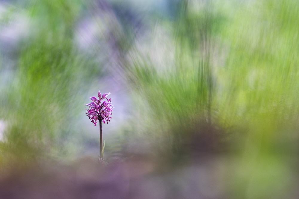 Beautiful Interview With French Nature Photographer Thomas Vanderheyden