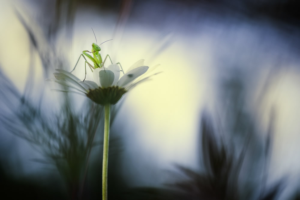 Beautiful Interview With French Nature Photographer Thomas Vanderheyden