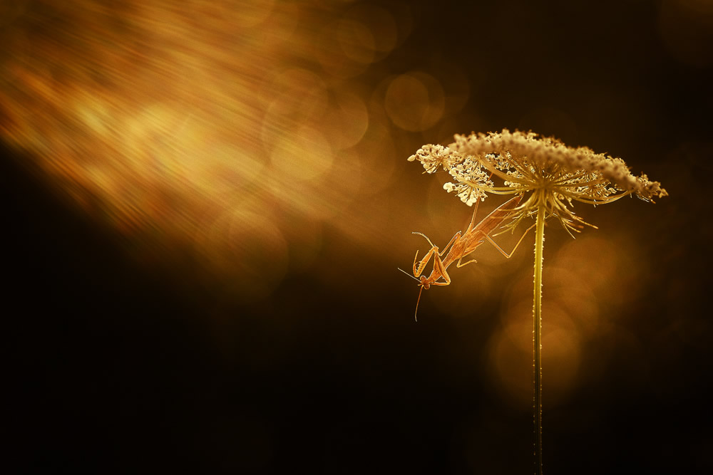 Beautiful Interview With French Nature Photographer Thomas Vanderheyden