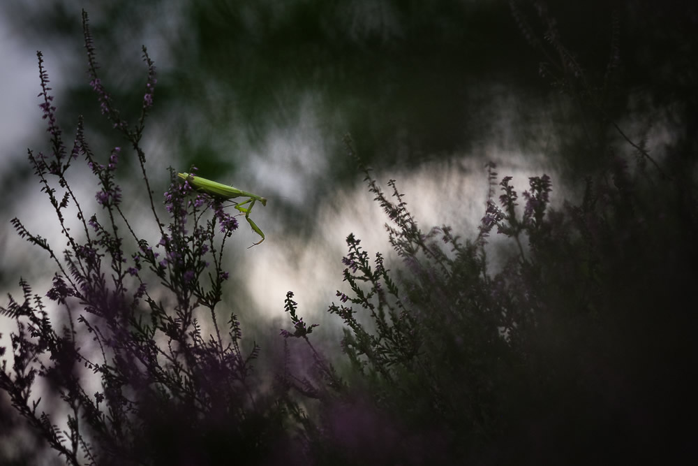 Beautiful Interview With French Nature Photographer Thomas Vanderheyden