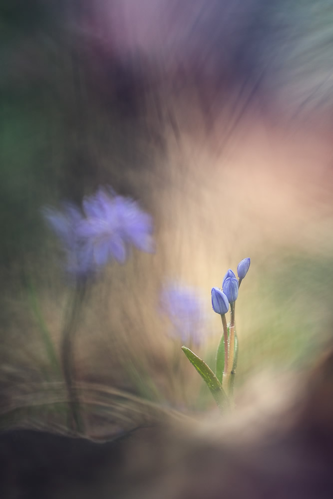 Beautiful Interview With French Nature Photographer Thomas Vanderheyden