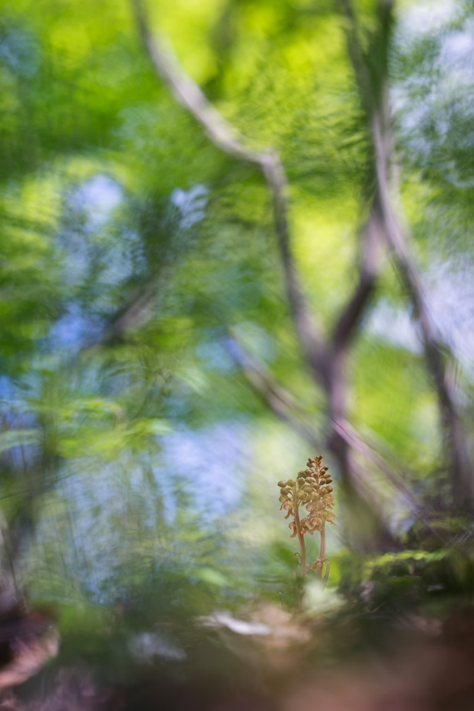 Beautiful Interview With French Nature Photographer Thomas Vanderheyden