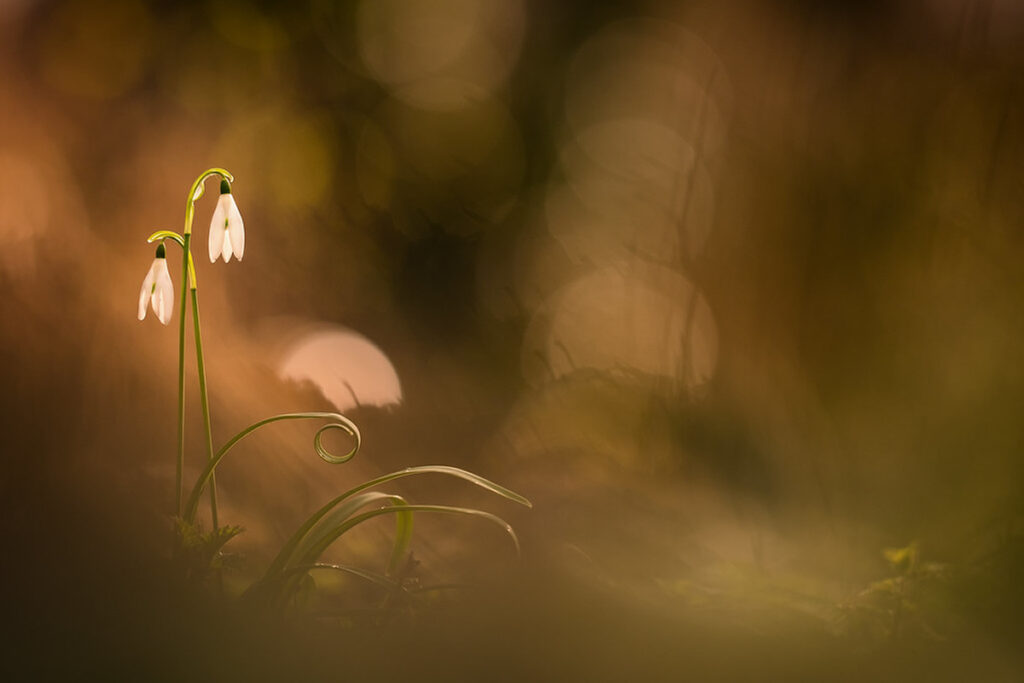 French Nature Photographer Thomas Vanderheyden