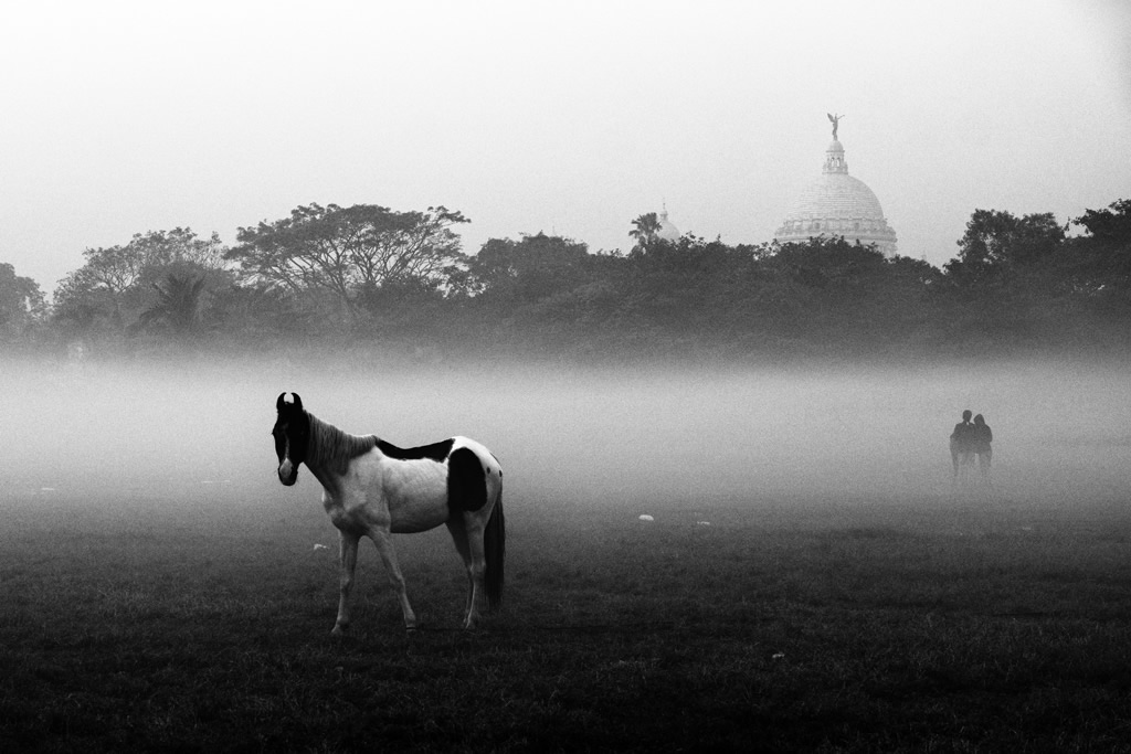 Animals in Street: Photo Series By Indian Photographer Raj Sarkar