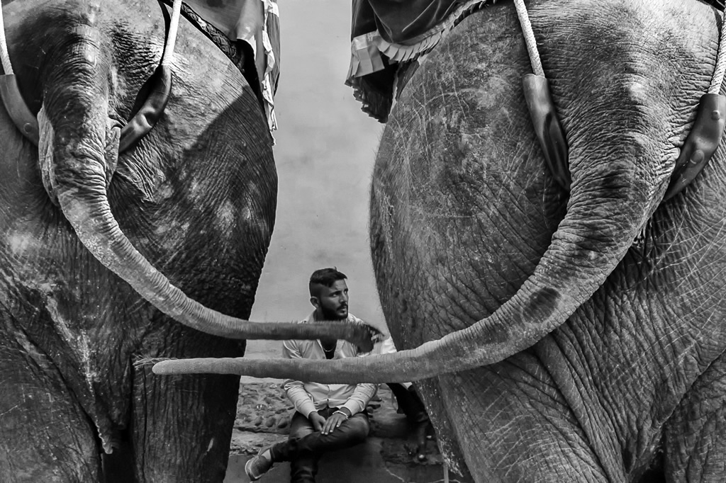 Animals in Street: Photo Series By Indian Photographer Raj Sarkar