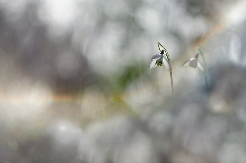 Interview With French Nature Photographer Sébastien Blomme