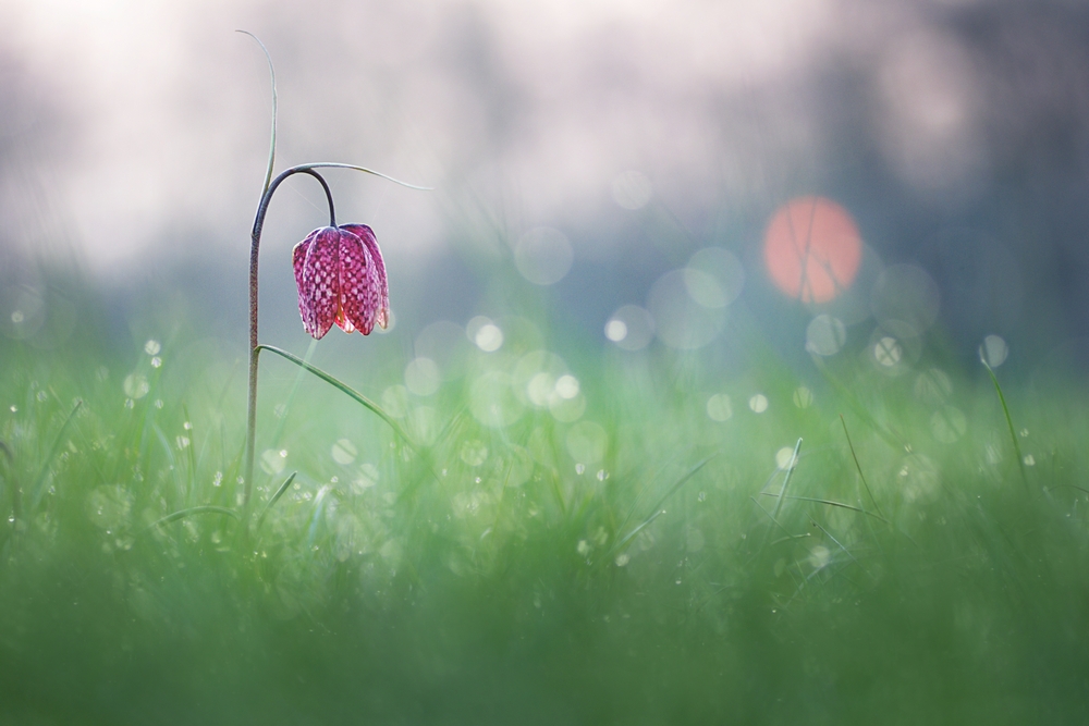 Interview With French Nature Photographer Sébastien Blomme