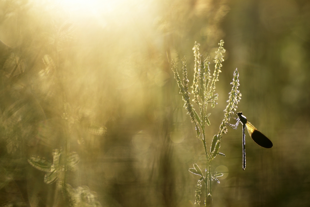 Interview With French Nature Photographer Sébastien Blomme