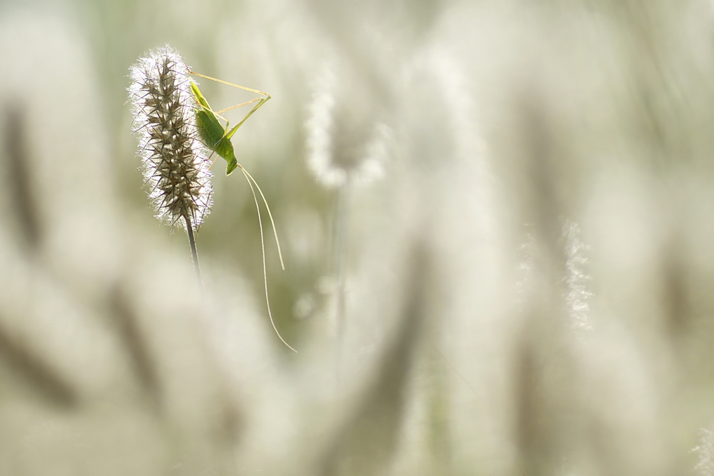 Interview With French Nature Photographer Sébastien Blomme