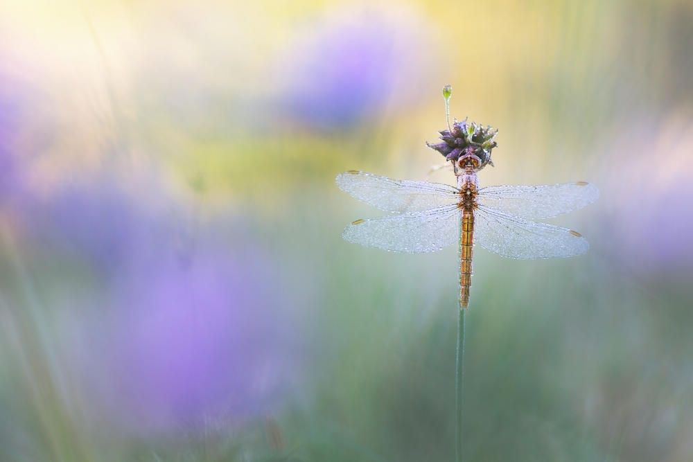 Interview With French Nature Photographer Sébastien Blomme