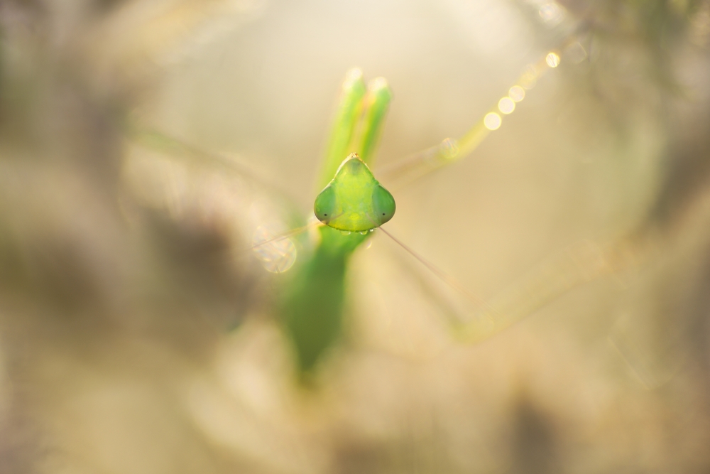 Interview With French Nature Photographer Sébastien Blomme