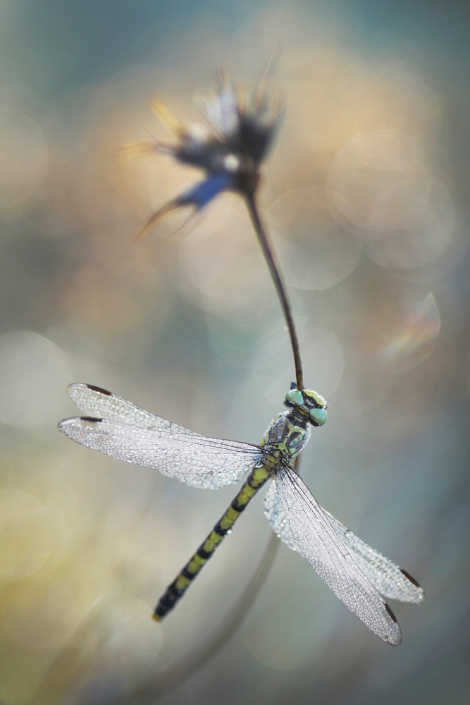 Interview With French Nature Photographer Sébastien Blomme