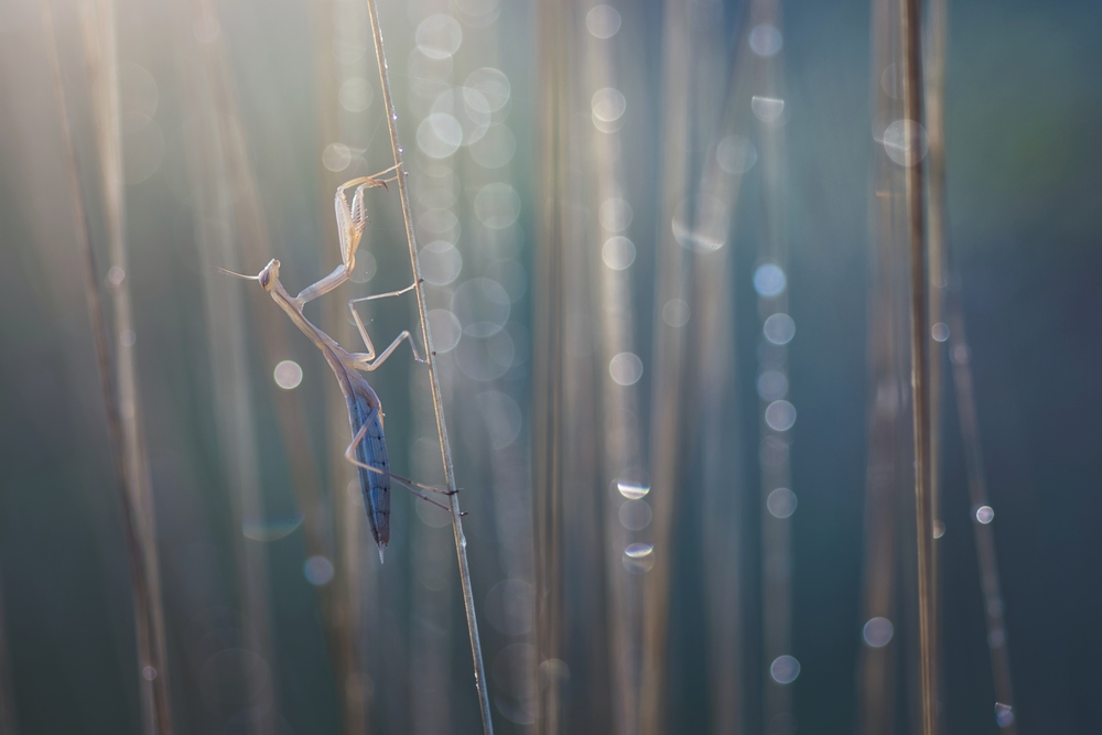 Interview With French Nature Photographer Sébastien Blomme