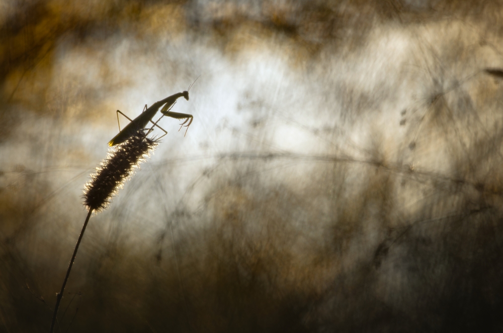 Interview With French Nature Photographer Sébastien Blomme