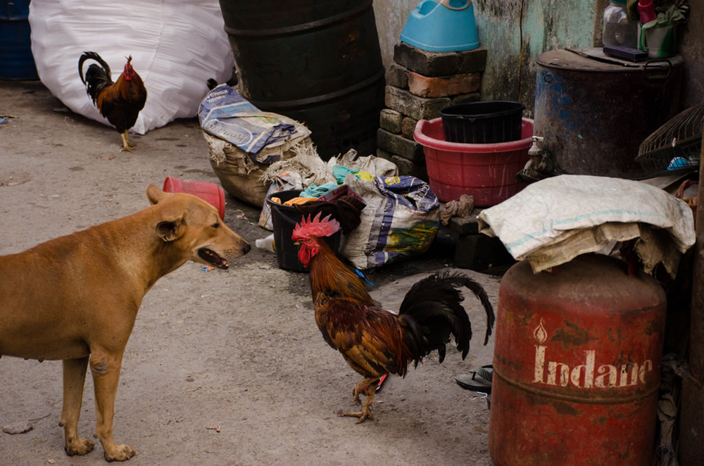 Life In Contrast: Photo Series By Indian Photographer Krishna Goswami