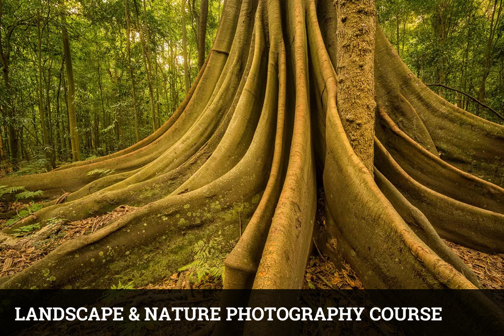Deal #2: Landscape & Nature Photography Course