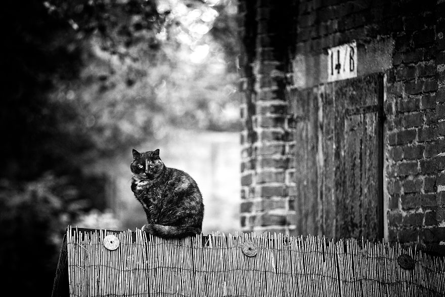 Photographer Sabrina Boem Beautifully Captured The Hilarious Logic Of Monorail Cats