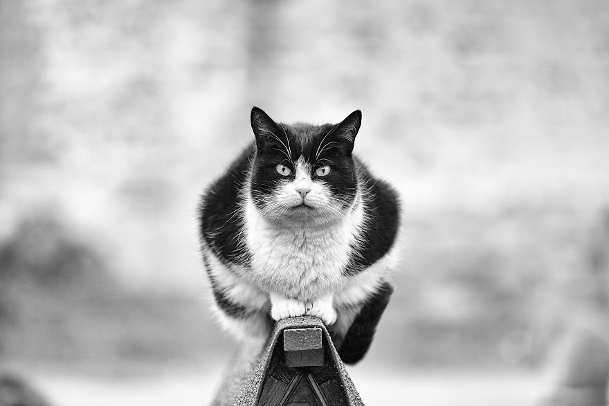 Photographer Sabrina Boem Beautifully Captured The Hilarious Logic Of Monorail Cats
