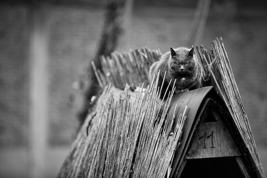 Photographer Sabrina Boem Beautifully Captured The Hilarious Logic Of Monorail Cats