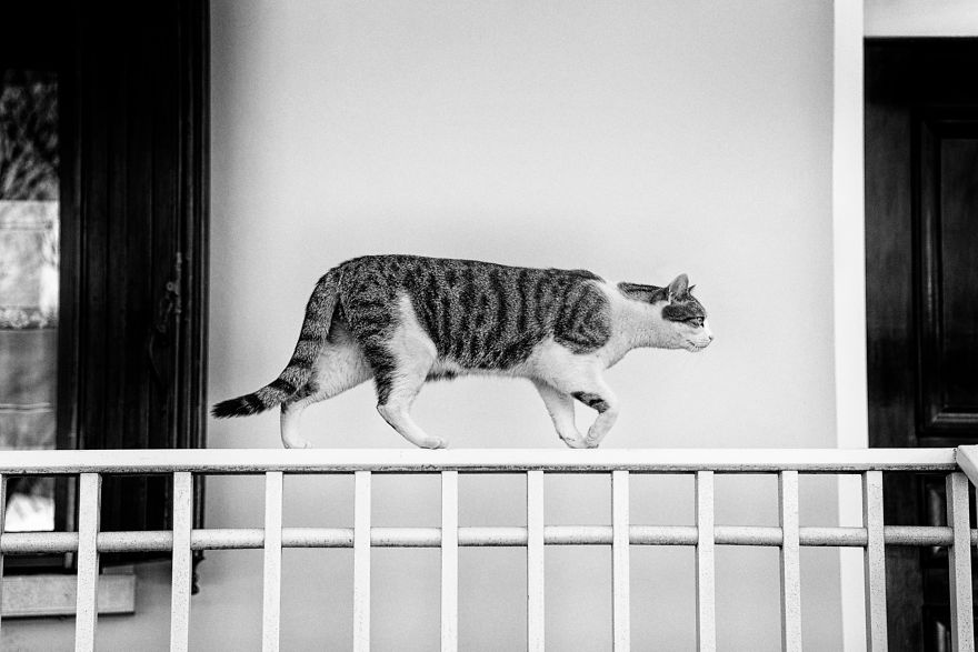 Photographer Sabrina Boem Beautifully Captured The Hilarious Logic Of Monorail Cats