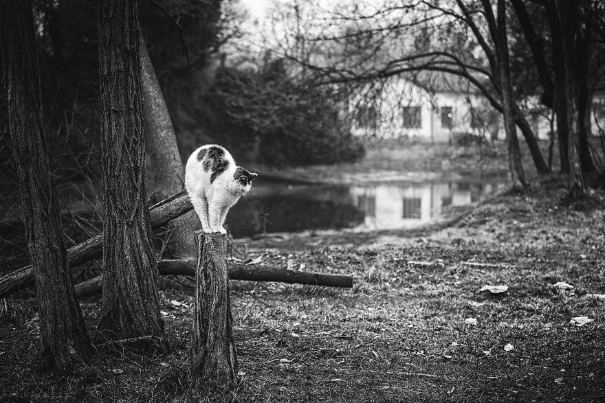 Photographer Sabrina Boem Beautifully Captured The Hilarious Logic Of Monorail Cats