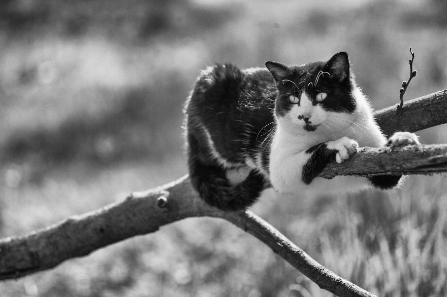 Photographer Sabrina Boem Beautifully Captured The Hilarious Logic Of Monorail Cats