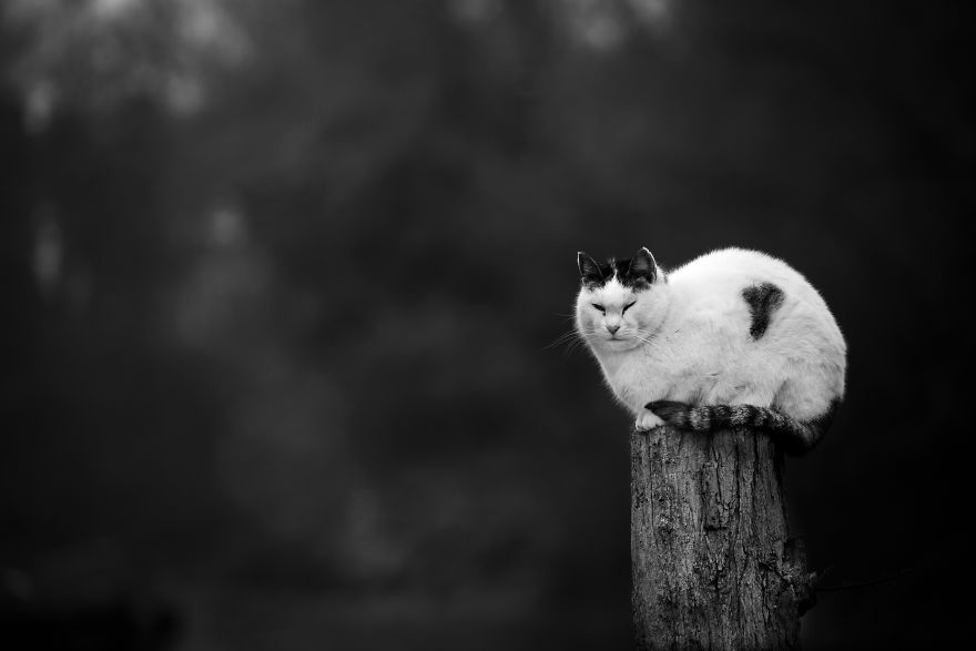 Photographer Sabrina Boem Beautifully Captured The Hilarious Logic Of Monorail Cats