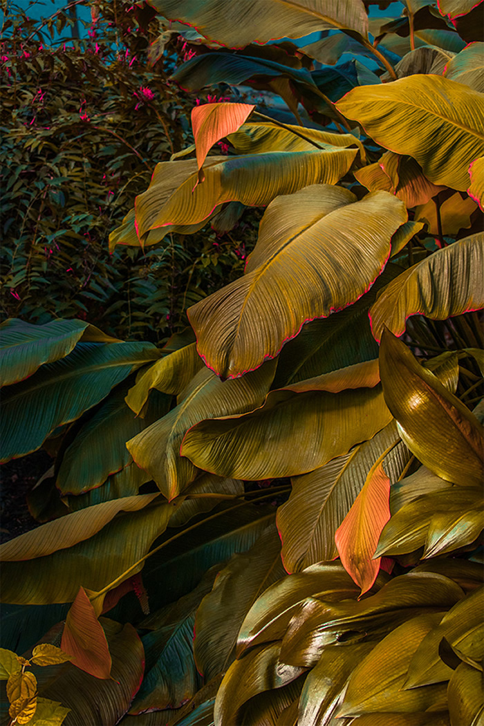 Strange Leaves: Documenting Venomous Forests By Spanish Photographer Al Mefer