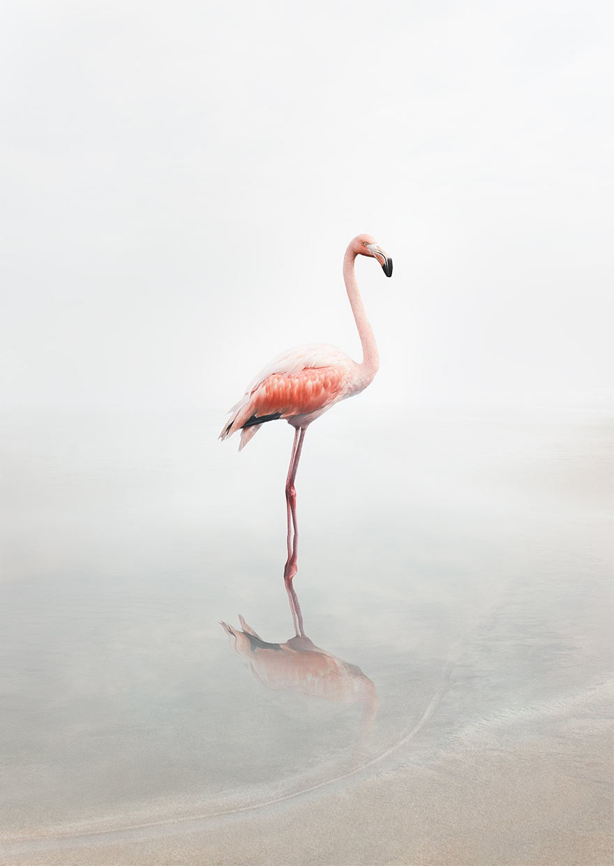 Meditations - Beautiful Photo Series By Alice Zilberberg