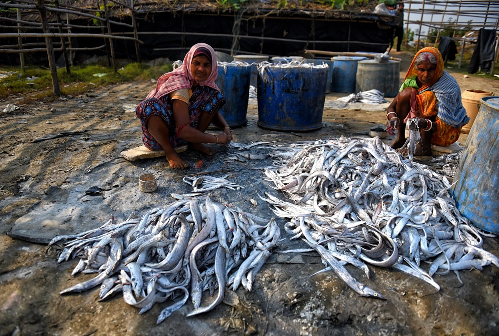 Dry Fish Processing At The Coastal Area Of Bengal: Photo Series By Avishek Das