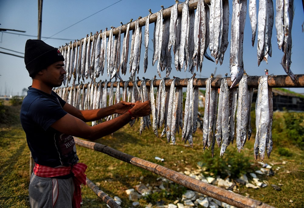 Dry Fish Processing At The Coastal Area Of Bengal: Photo Series By Avishek Das