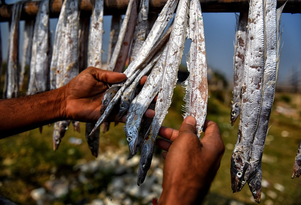 Dry Fish Processing At The Coastal Area Of Bengal: Photo Series By Avishek Das