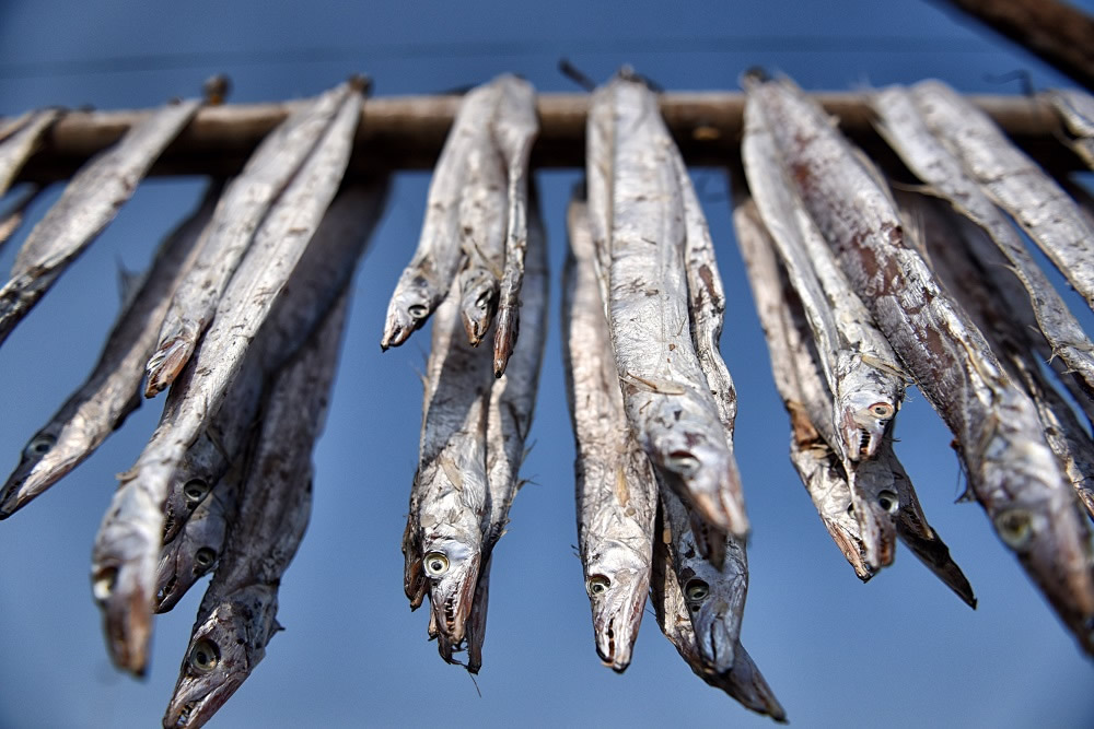 Dry Fish Processing At The Coastal Area Of Bengal: Photo Series By Avishek Das