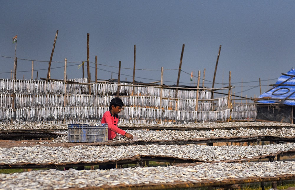 Dry Fish Processing At The Coastal Area Of Bengal: Photo Series By Avishek Das