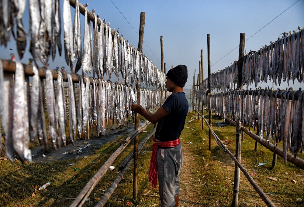 Dry Fish Processing At The Coastal Area Of Bengal: Photo Series By Avishek Das