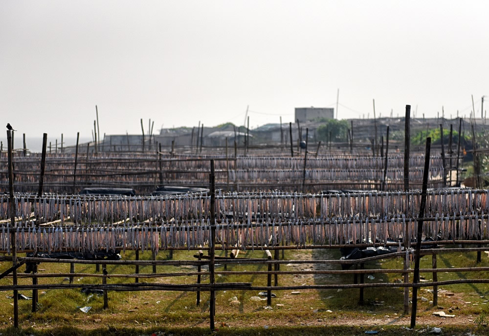 Dry Fish Processing At The Coastal Area Of Bengal: Photo Series By Avishek Das