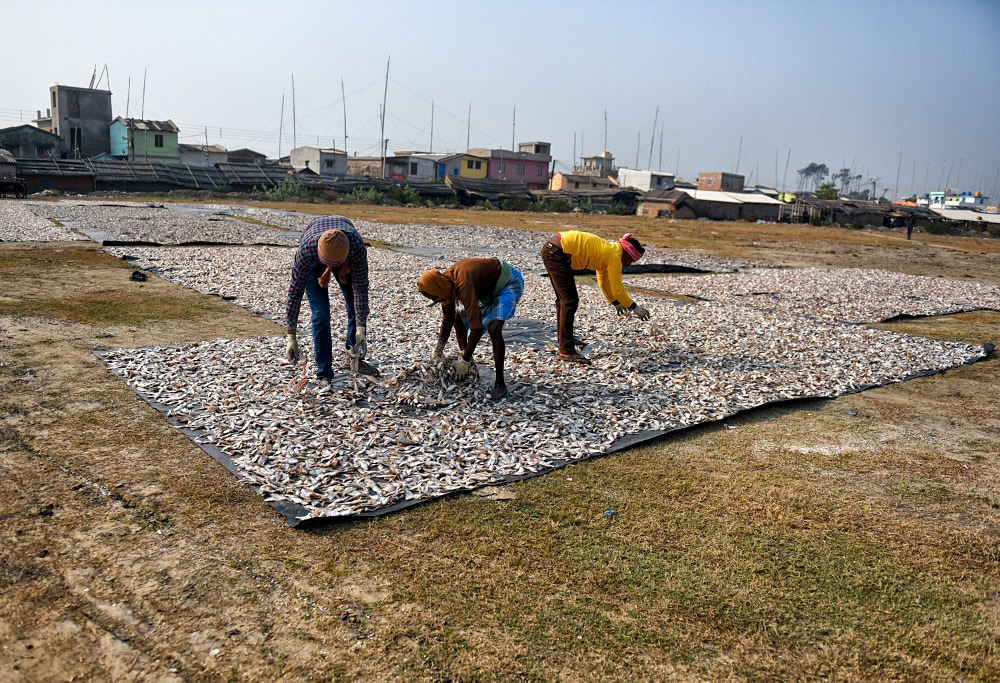 Dry Fish Processing At The Coastal Area Of Bengal: Photo Series By Avishek Das