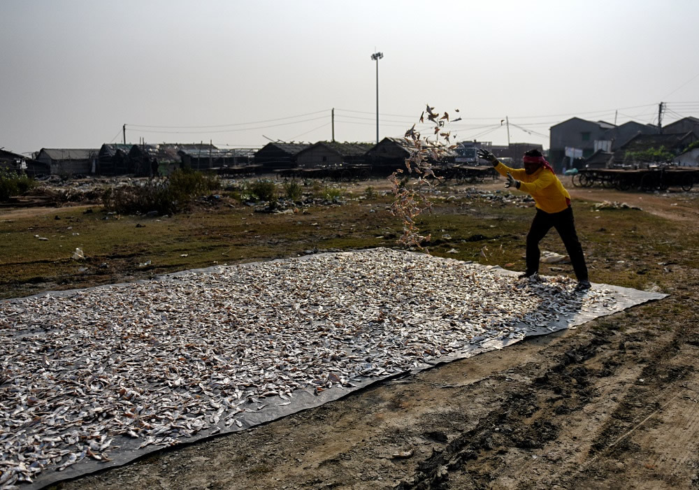 Dry Fish Processing At The Coastal Area Of Bengal: Photo Series By Avishek Das